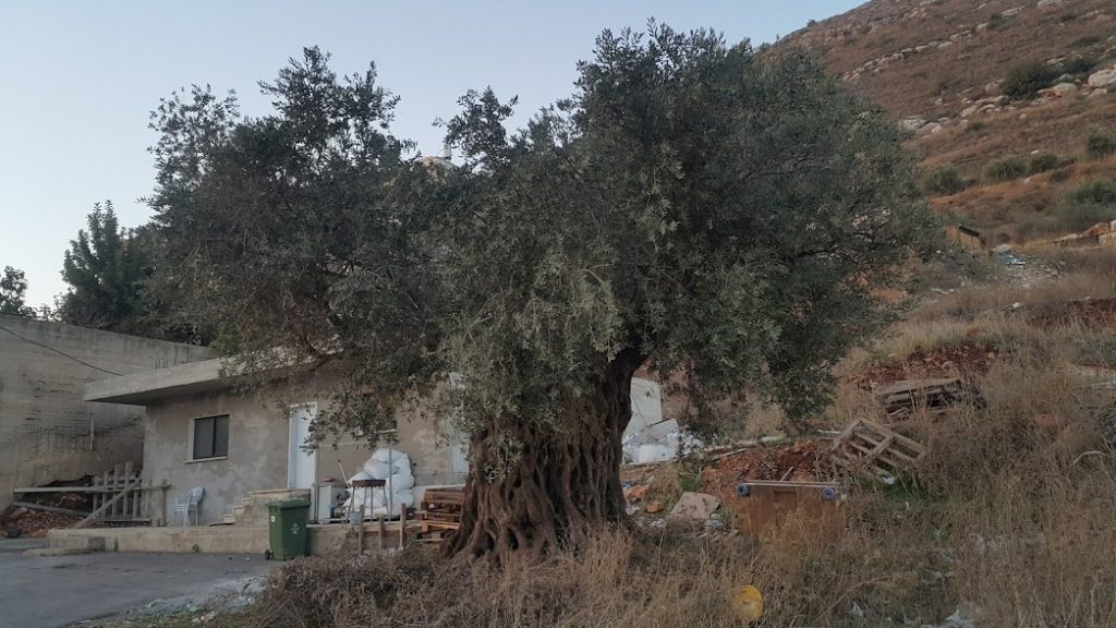 עצי זית עתיקים בכפר